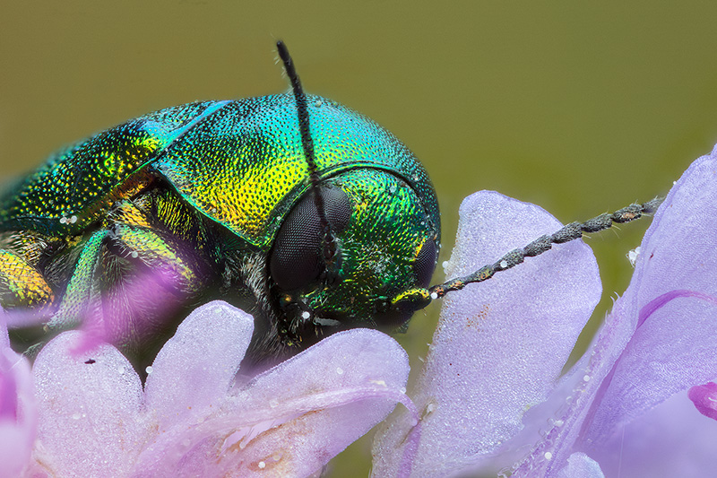 Chrysomelidae: Cryptocephalus zambanellus